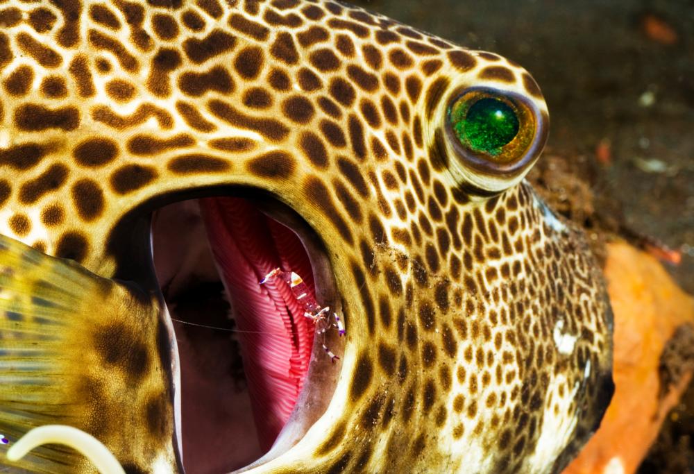 Filippine: scoperto il pesce dei misteri