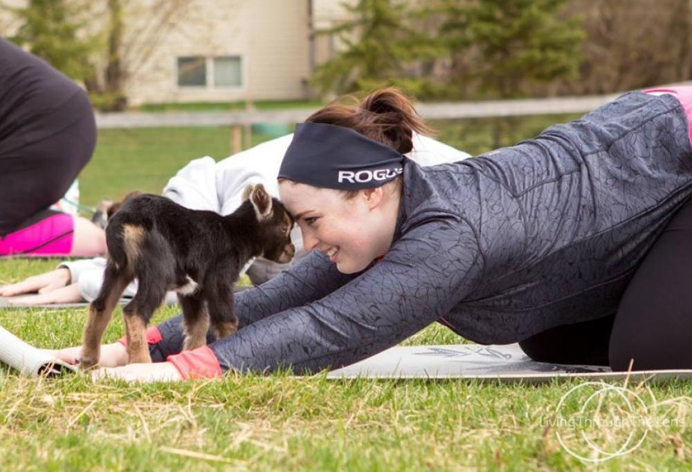 Ecco il ‘goat yoga’: l’ultima novità della pet therapy