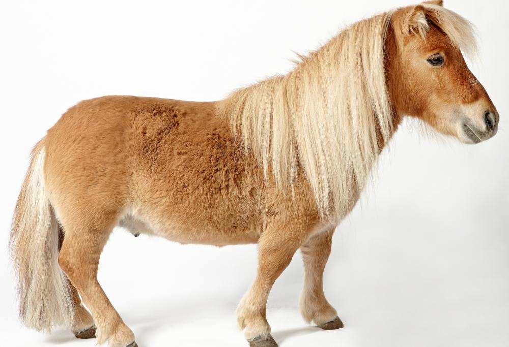 Violenta un pony: per lui 1700 dollari di multa e 2 anni di libertà vigilata
