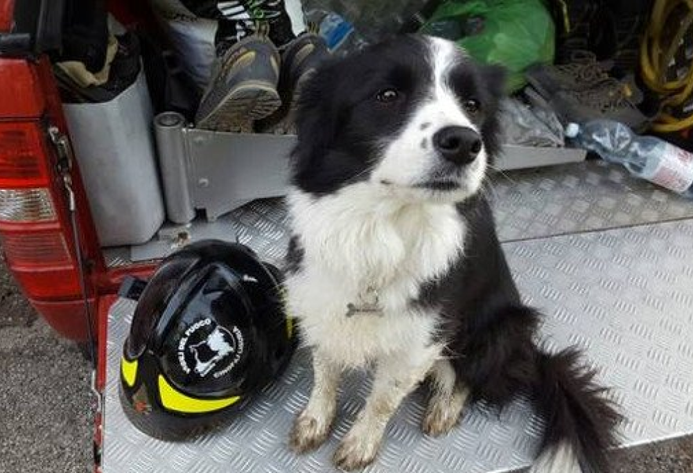 Addio a Camilla, il cane eroe di Amatrice