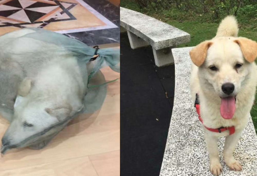 Cina: cane impacchettato vivo e venduto come carne. Salvato