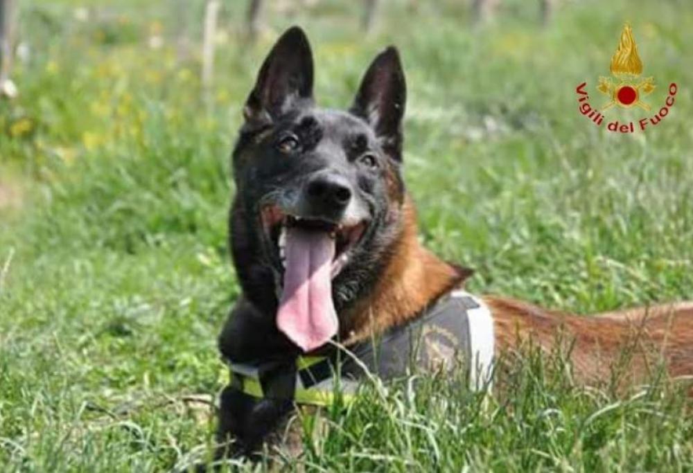 Addio a Navar, il cane dei Vigili del Fuoco intervenuto anche nel disastro-Concordia