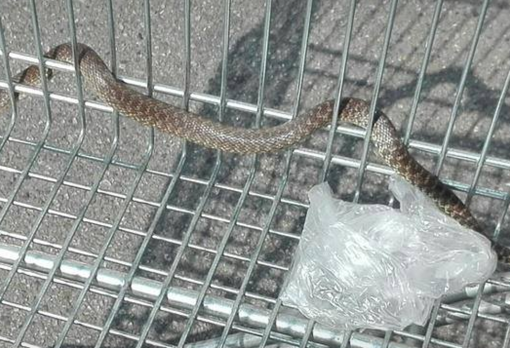 Milano: serpente nel carrello del supermercato