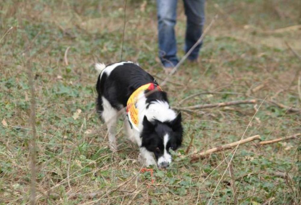 Dacia, Karma e Naja la squadra di cani che salva i lupi dalle trappole 