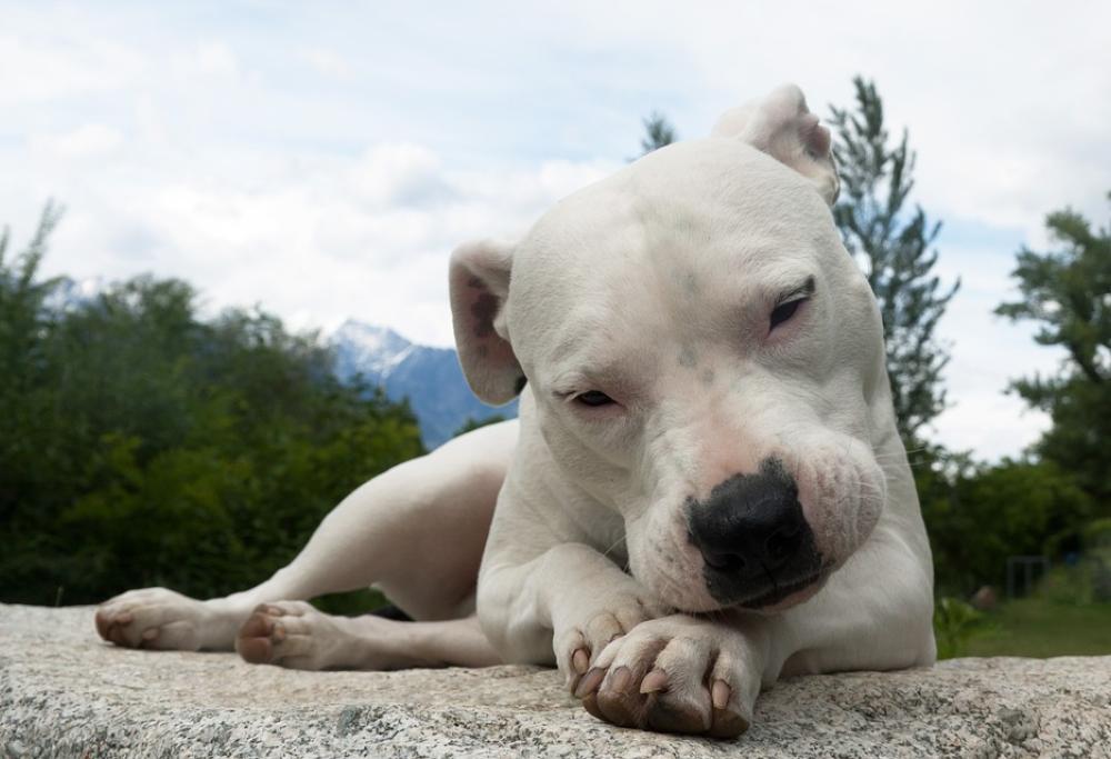 Iceberg è salva! La Danimarca rilascia la cagnolina sequestrata che doveva essere soppressa: tornerà in Italia