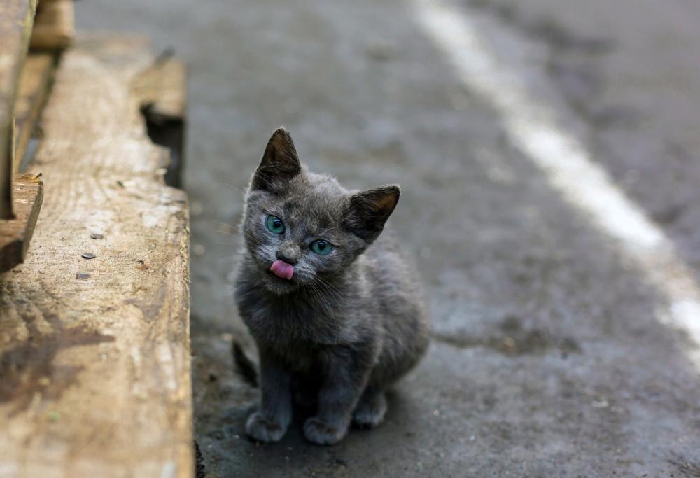 Salva un gattino dalla strada, infermiera licenziata in tronco