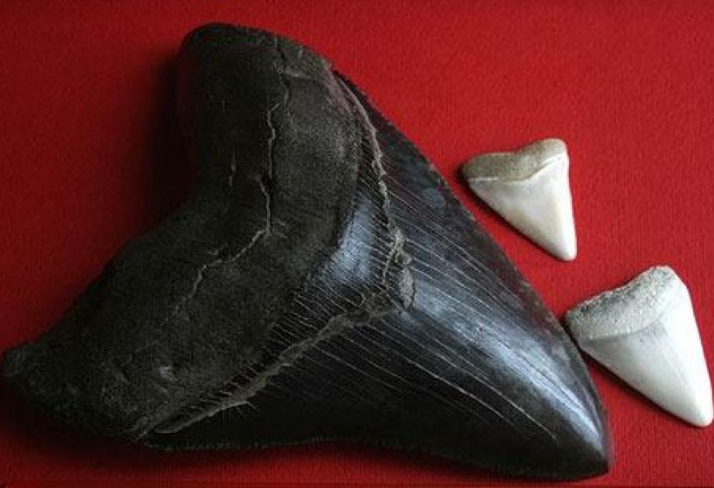 Trovato dente di megalodonte, uno squalo enorme che si è estinto 2 milioni di anni fa