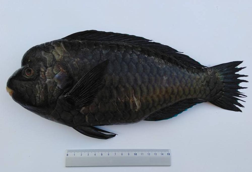Sicilia: scoperto un pesce mai visto prima nei nostri mari