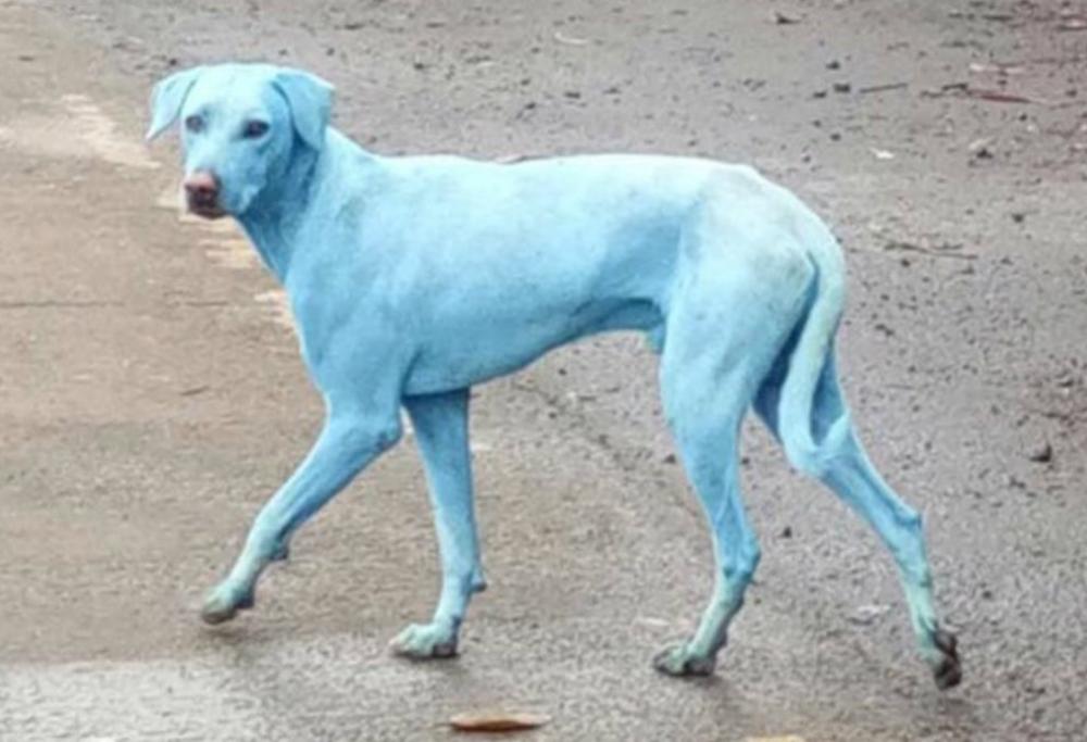 Cani blu a Mumbai: lo strano fenomeno colpa dei rifiuti tossici