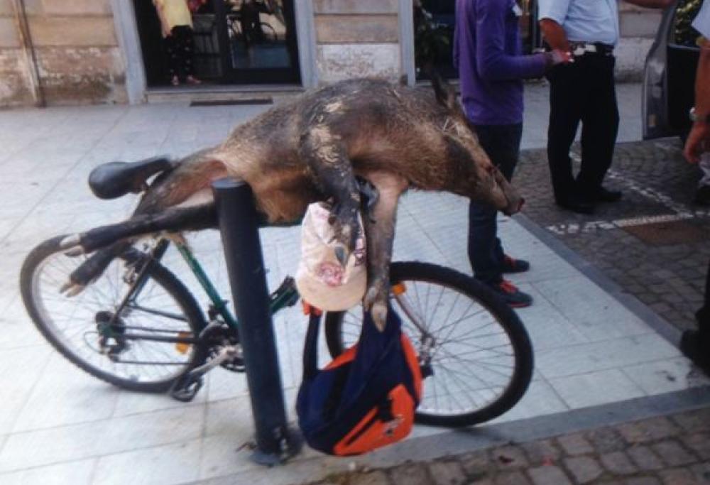 In bici con un cinghiale morto, denunciato per “detenzione di fauna selvatica”