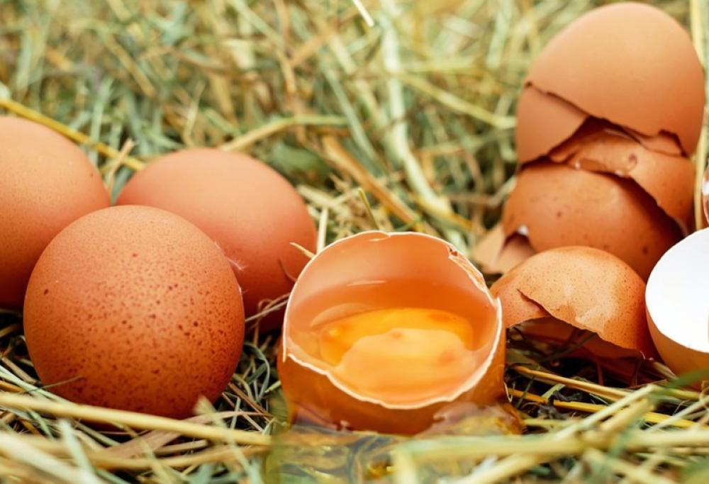 Uova contaminate, arriva il marchio "fipronil free" sui prodotti italiani