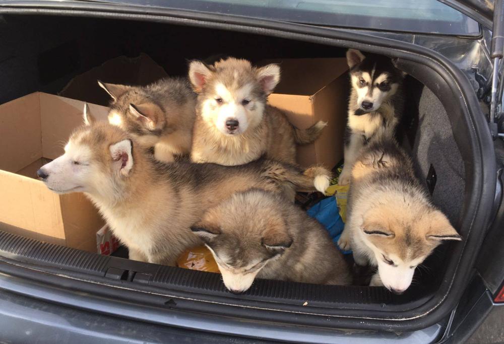Cuccioli di husky chiusi nel bagagliaio, a salvarli ci pensa la Polizia