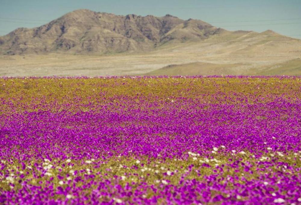Il meraviglioso deserto fiorito di Atacama