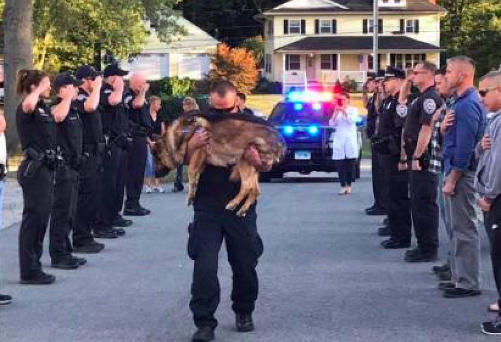 Muore il cane poliziotto: i colleghi gli dedicano un picchetto d’onore per dargli l’ultimo saluto