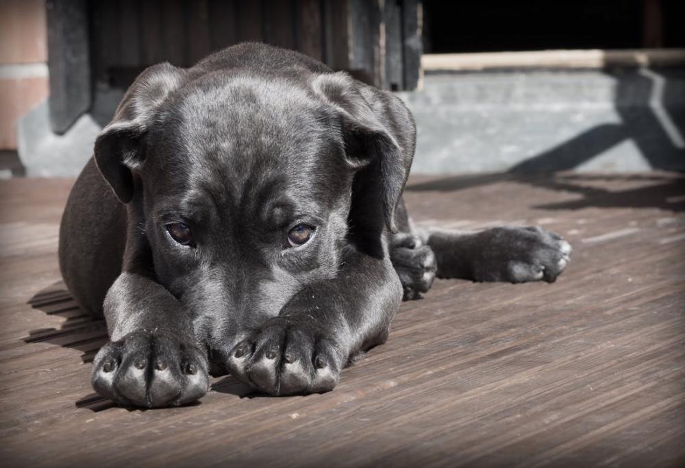 Dire le bugie lo sanno fare tutti, anche i cani