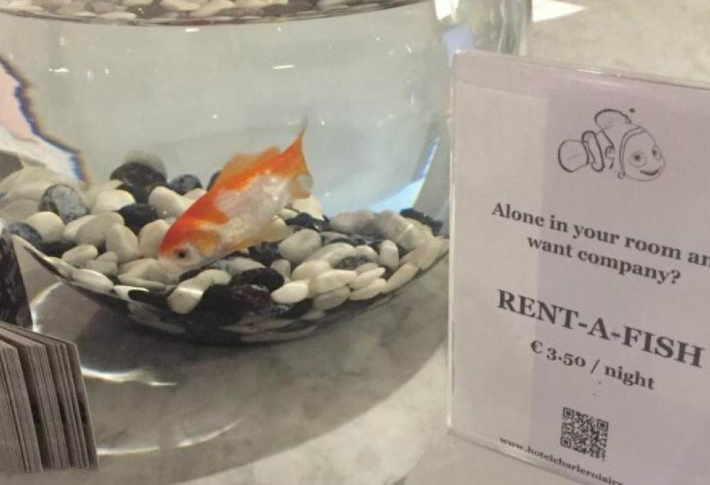 Solo in camera d'albergo?  Affitta un pesce. Ecco l'idea di una struttura belga
