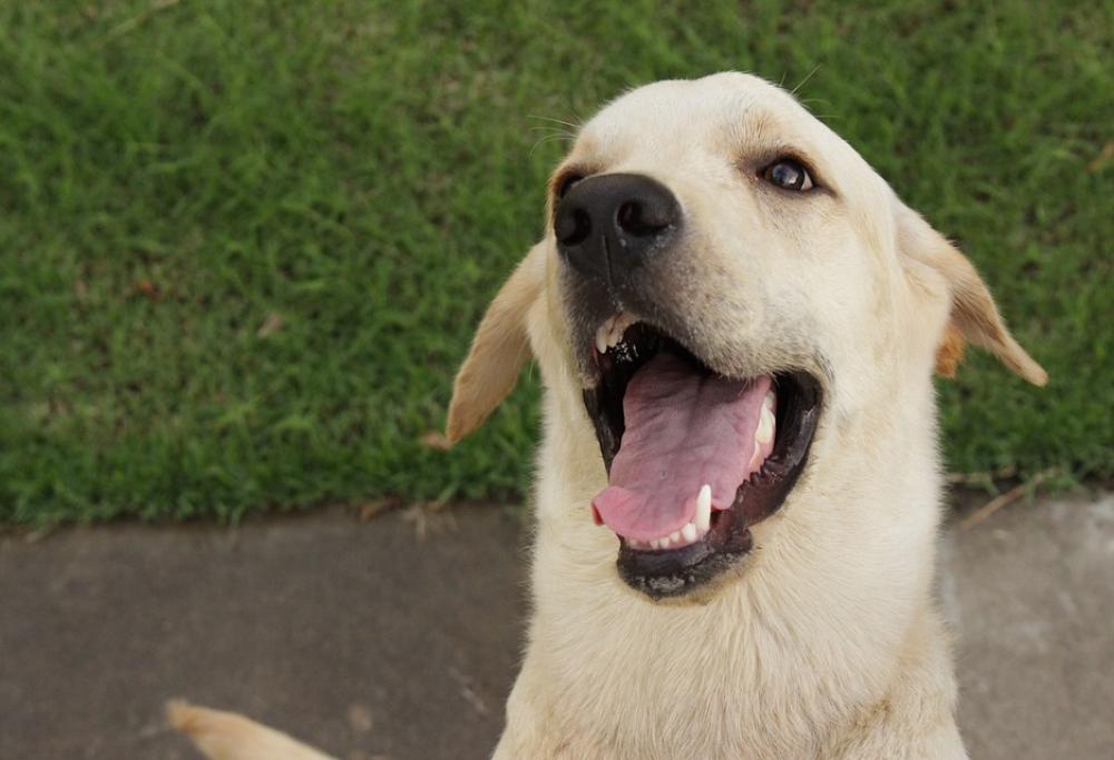 Scienza, i cani sanno distinguere le persone gentili 