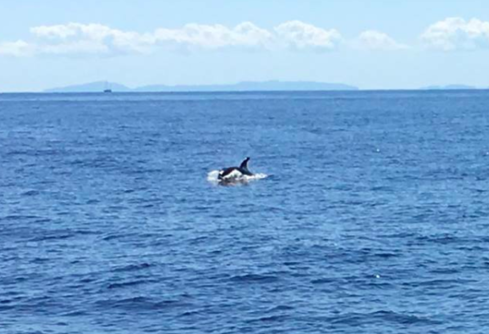 Avvistata un’orca nel Mar Tirreno: la foto è di un velista tedesco