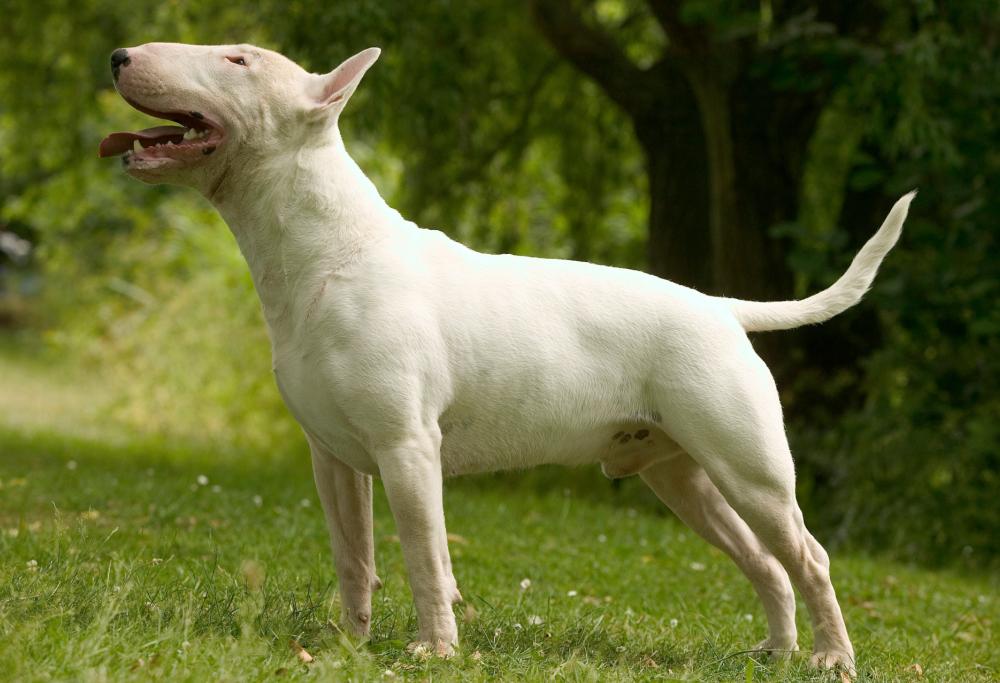 Cane mangia crack e attacca a morte il suo padrone