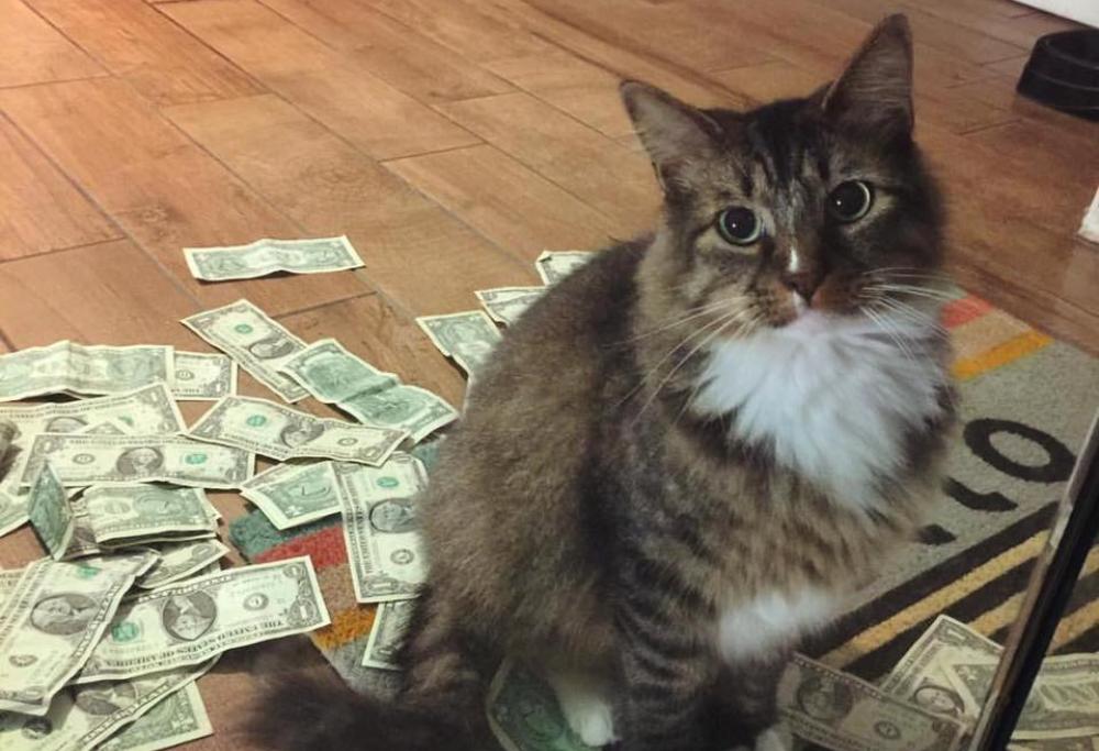Gatto – Robin Hood: prende i soldi dei passanti per donarli ai poveri