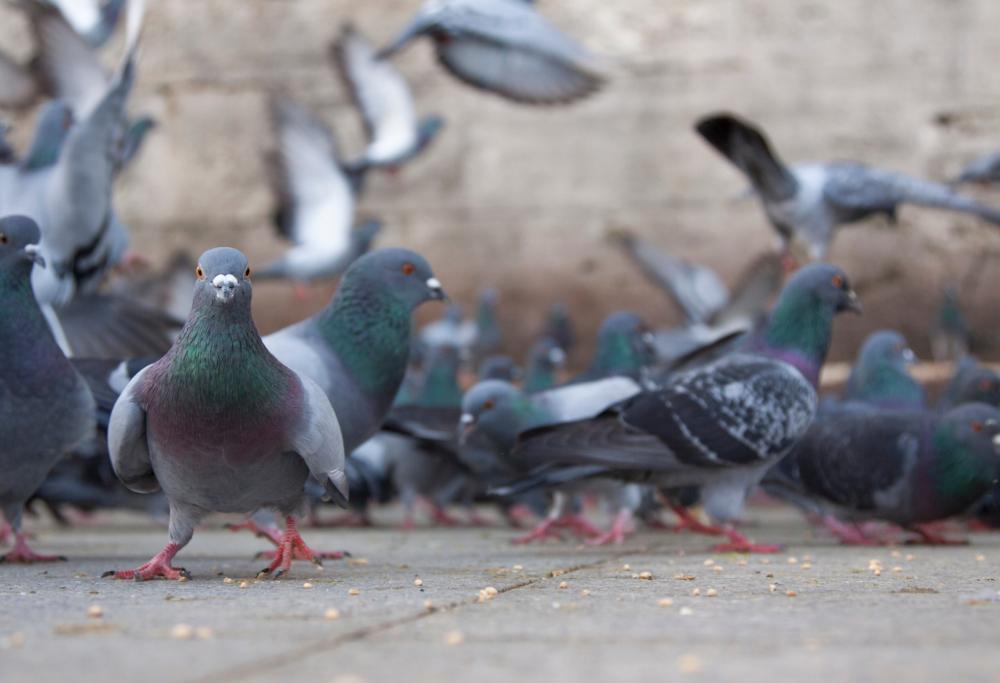 Troppi piccioni in città: a Lisbona una soluzione efficace ma costosissima