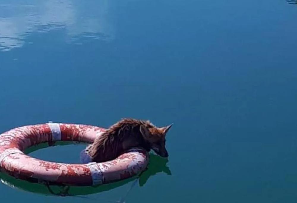 Una volpe cade in un lago e si aggrappa al salvagente per salvarsi 