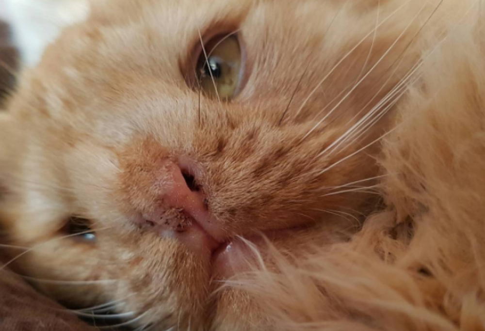 La rivincita di Romeo, il gatto troppo brutto per essere adottato