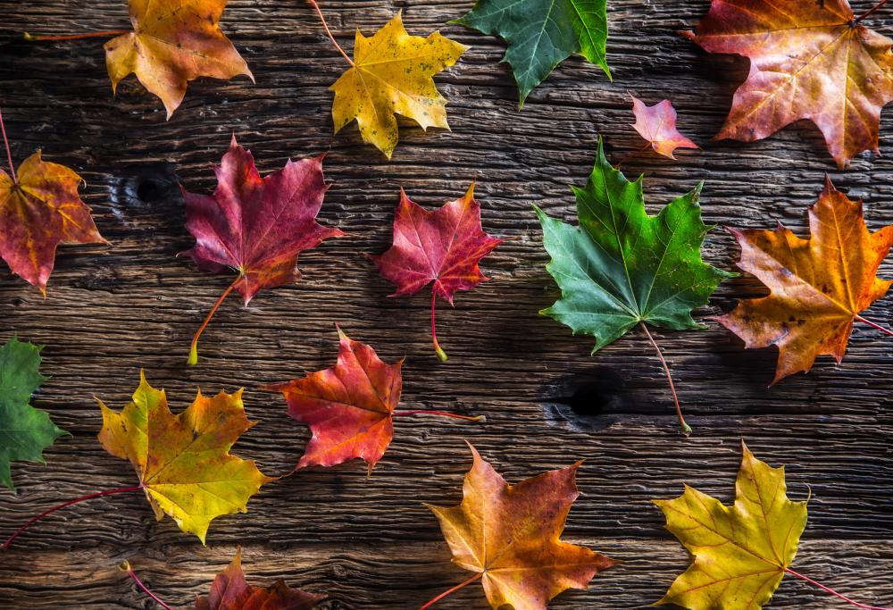 Perché in autunno le foglie cambiano colore?