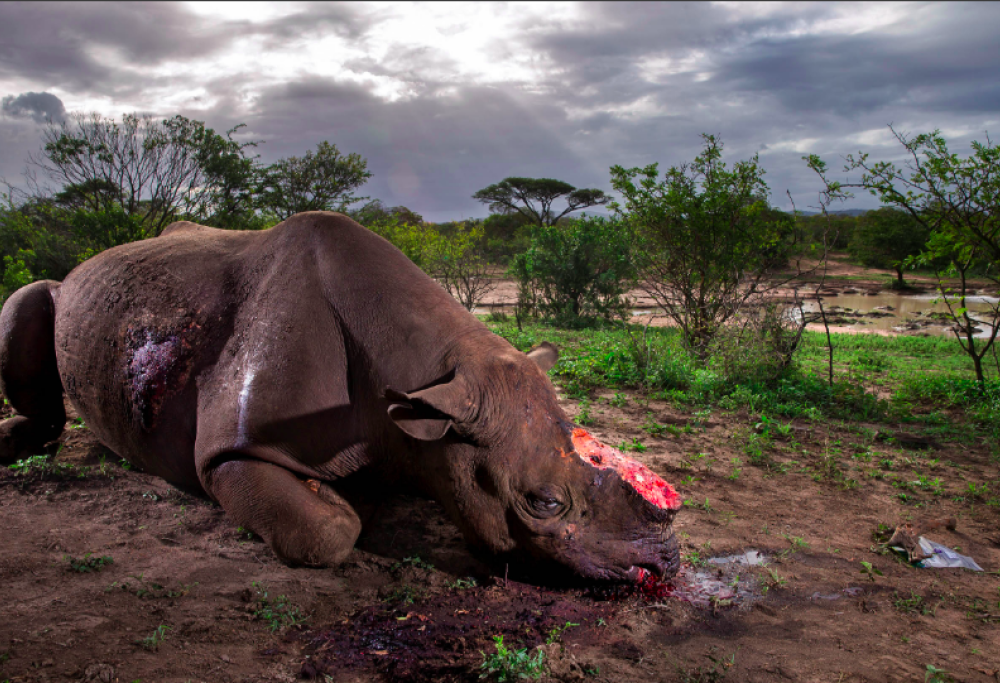 Wildlife photographer of the year 2017: vince uno scatto che racconta il tragico rapporto tra uomo e natura