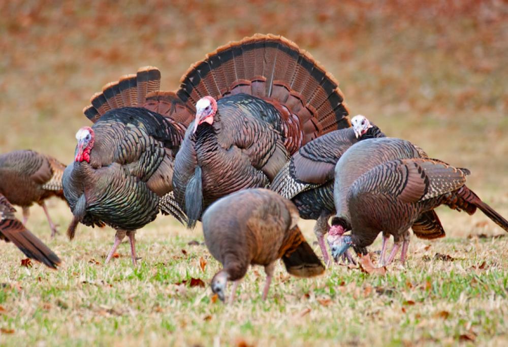 Urban Turkeys: la gang di tacchini che sta terrorizzando il Massachussets