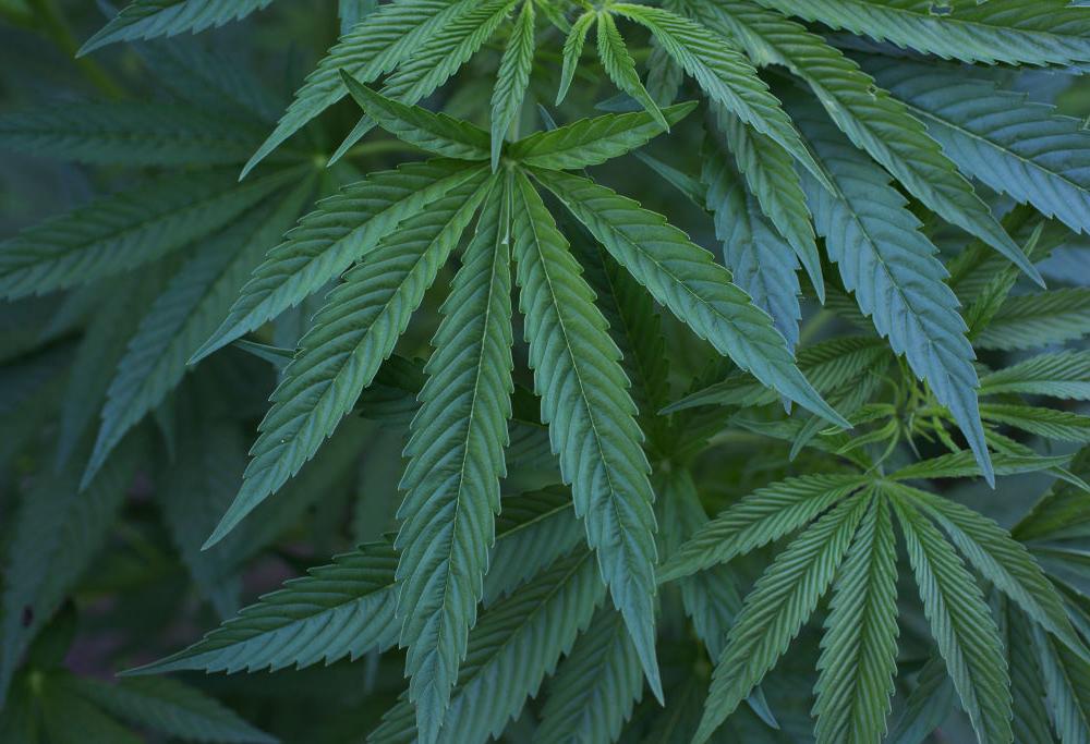 Ordinano dei contenitori di plastica e ricevono 30 kg di marijuana