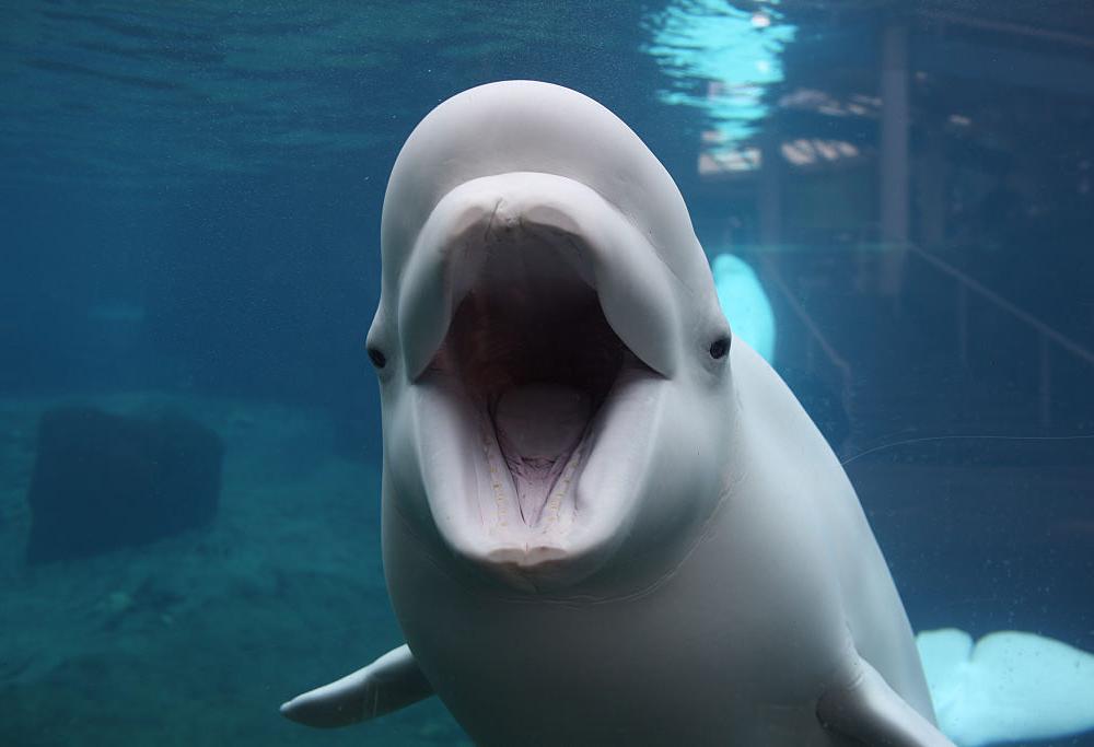 Una Balena impara il linguaggio dei delfini per comunicare con loro