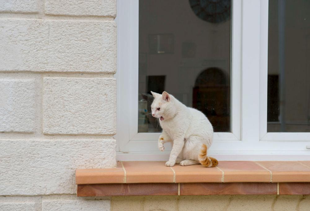 Un’anziana signora lascia l’eredità all’amica, che in cambio si dovrà prendere cura del gatto!