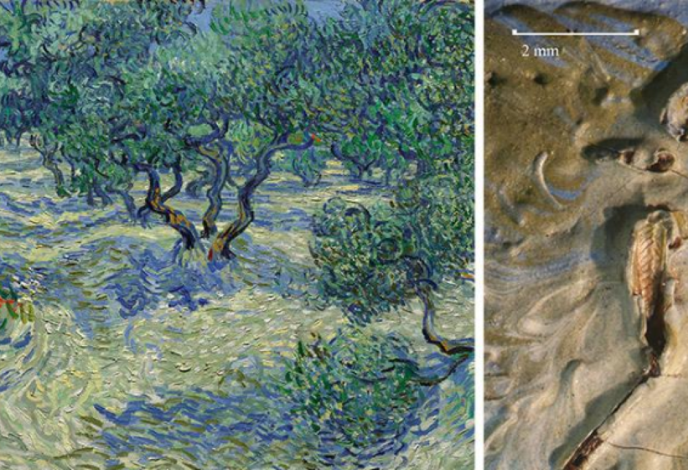 Occhio, c’è una cavalletta nel quadro di Van Gogh!