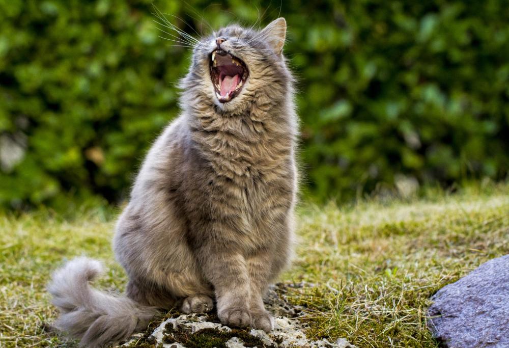 Felino killer in Giappone