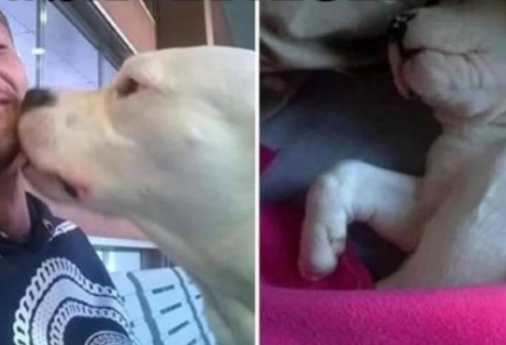 Torna a casa Iceberg: la cagnolona riabbraccia il padrone