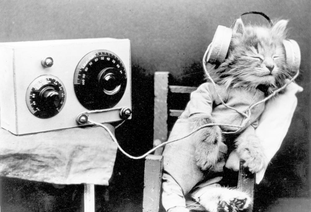 Musica per gatti: esiste davvero ed è studiata per rilassare i nostri mici