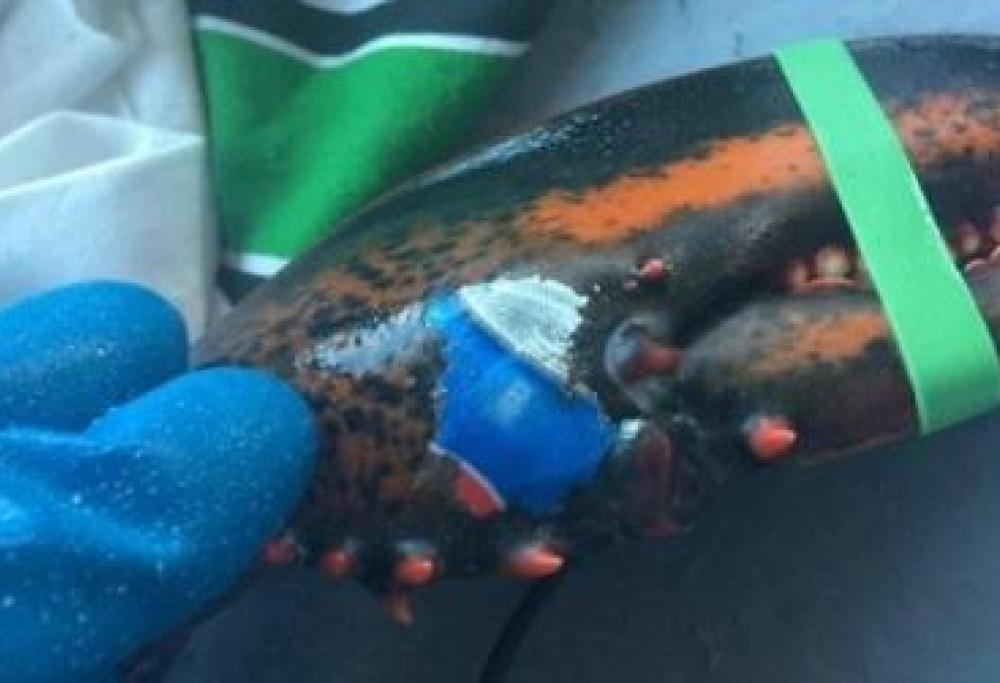 Scoperto un astice con il logo della Pepsi sulla chela 