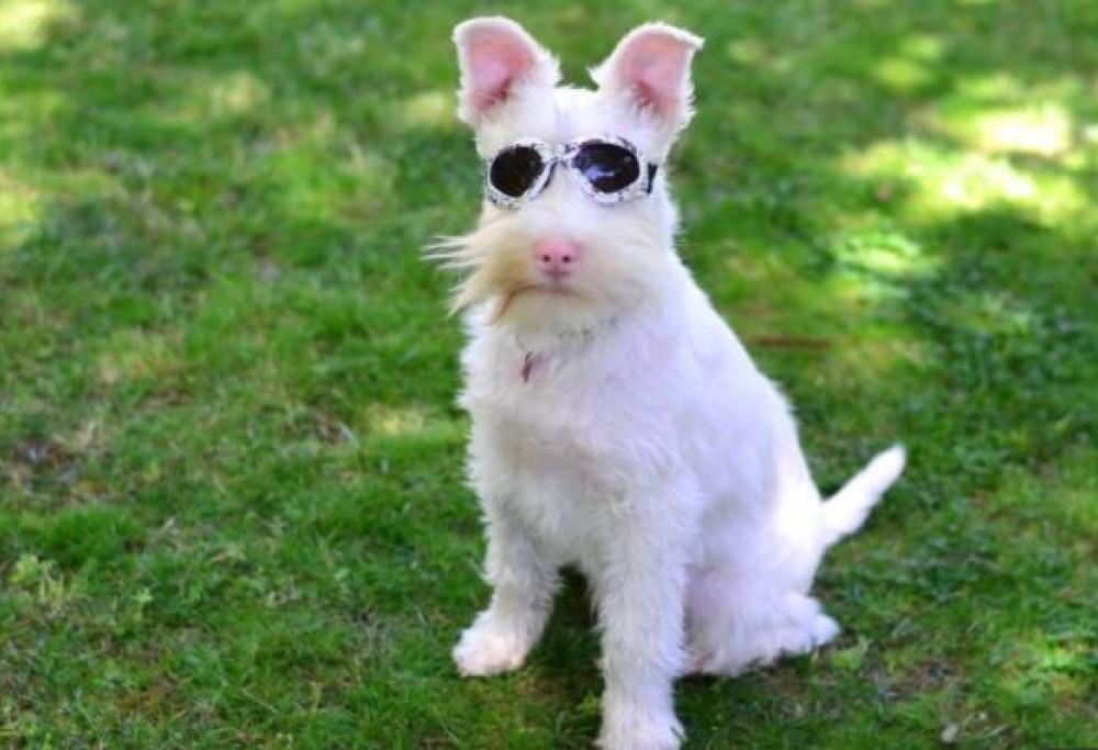 Ecco Sherlock, il cane albino che deve indossare gli occhiali da sole 