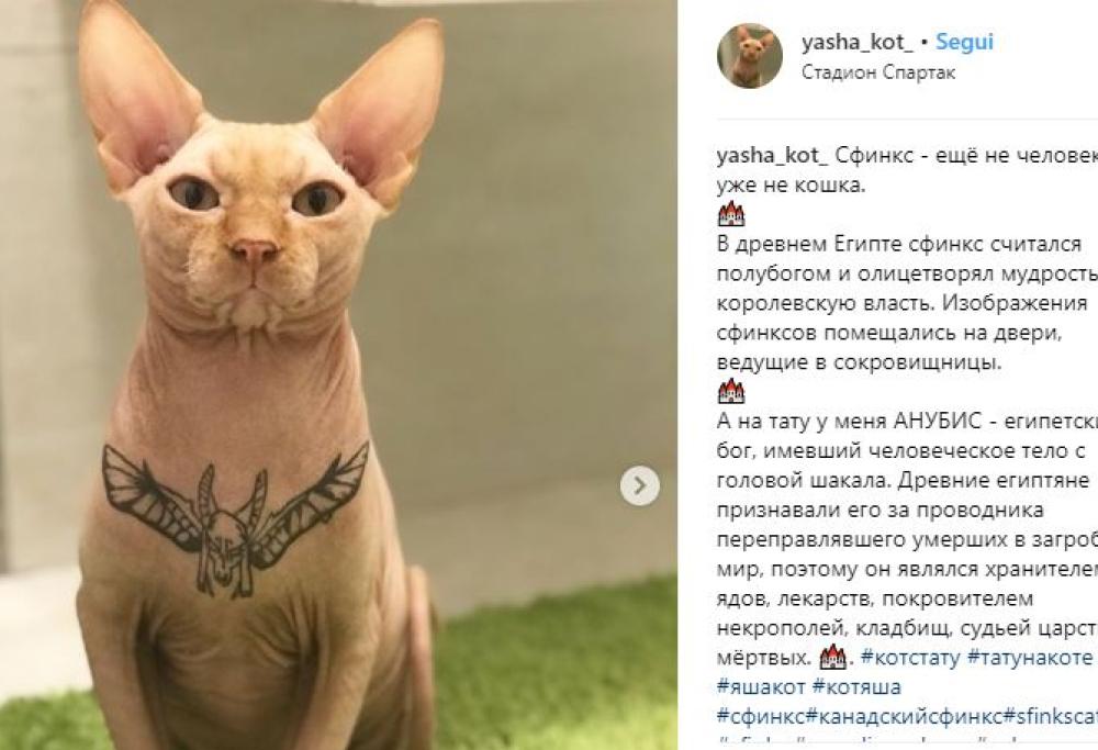 Una modella tatua il suo gatto e scatena le polemiche