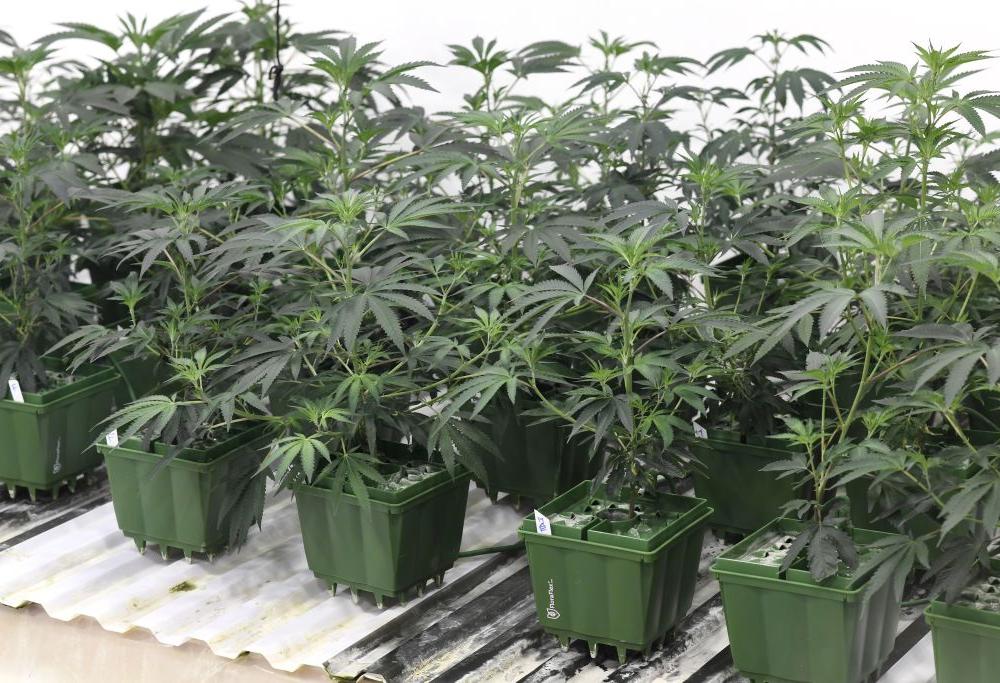 La marijuana diventa legale in California