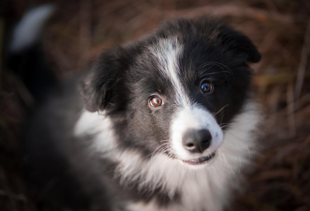Soffrire per la morte di un animale è considerata una vera sindrome 
