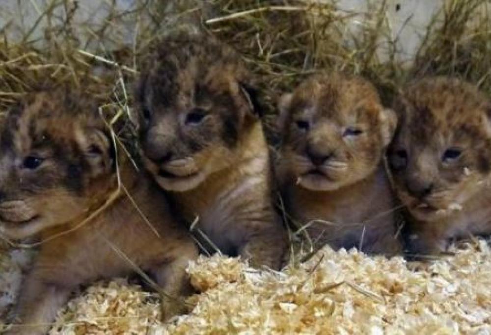 Il Boras Djurpark ha soppresso gli animali nonostante fossero in perfetta salute: «Erano troppi». Protesta degli animalisti