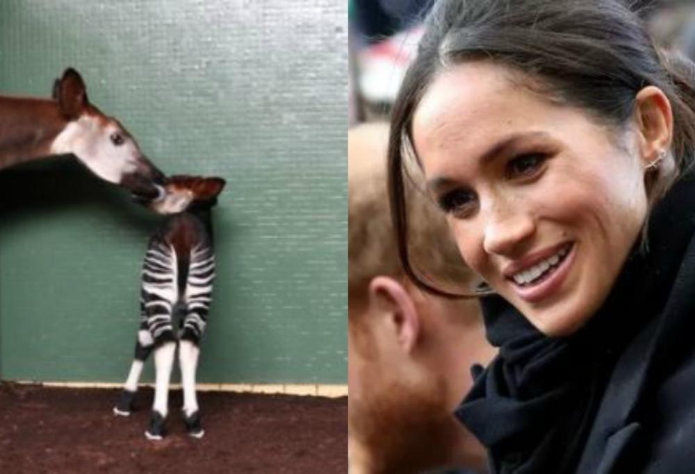 Meghan Markle battezza un cucciolo di okapi allo zoo di Londra 