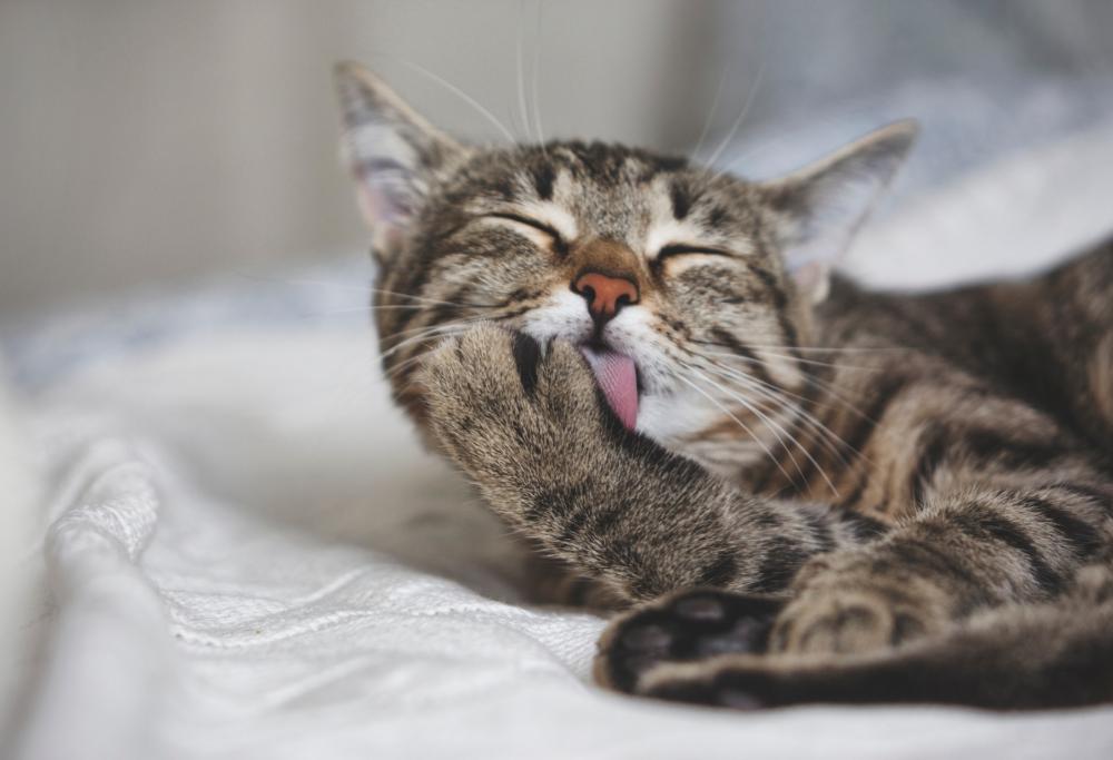 Cercasi coccolatori di gatti professionisti in Irlanda 