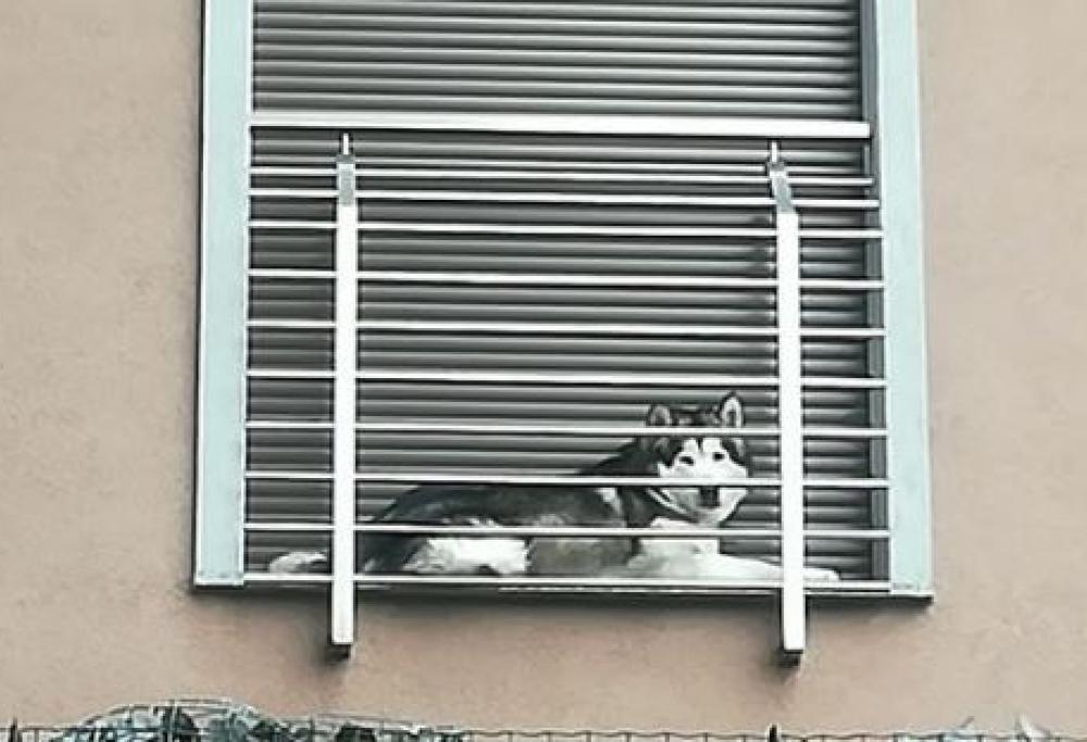 Cane sul davanzale con la finestra chiusa: la denuncia su Facebook