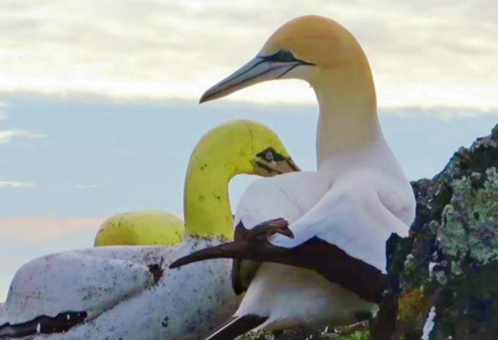 È morto l’uccello più solo del mondo