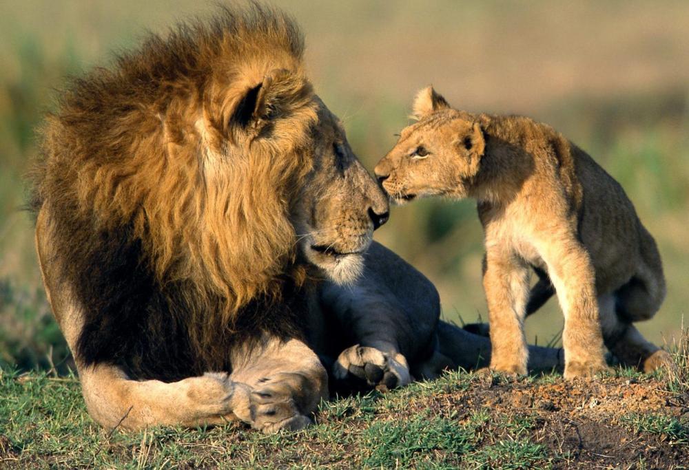 Cacciatore ucciso e mangiato dai leoni in Sudafrica