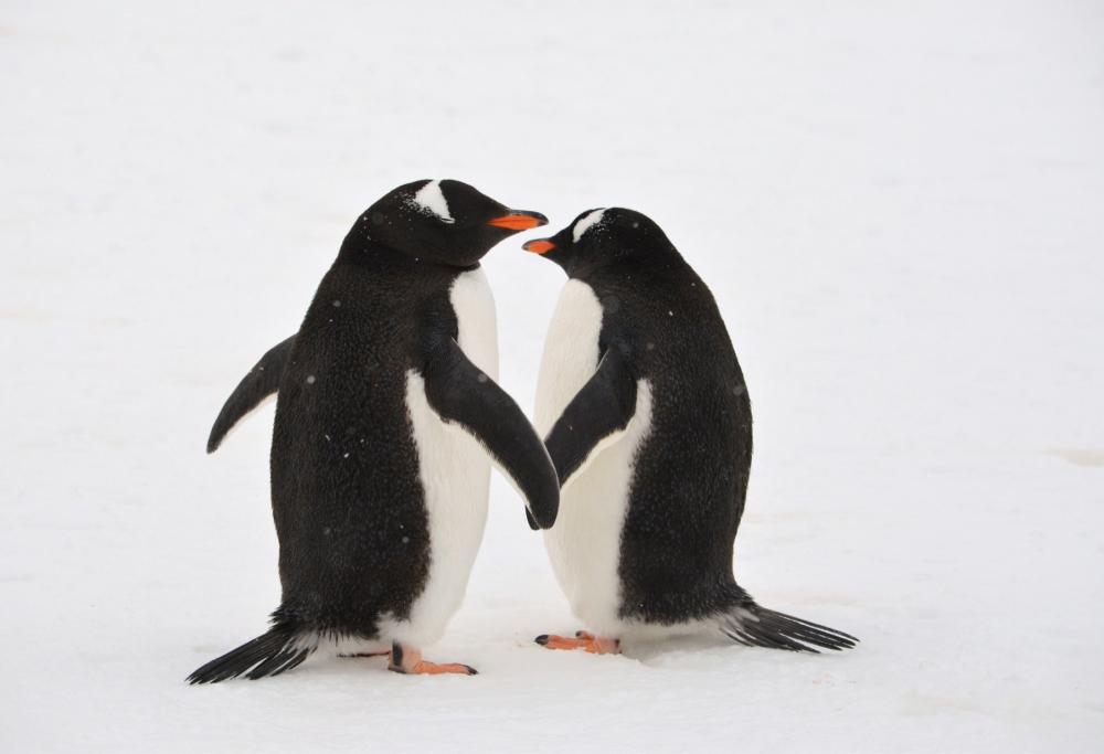 Amori-animali impossibili: il cambiamento climatico ostacola l’amore 