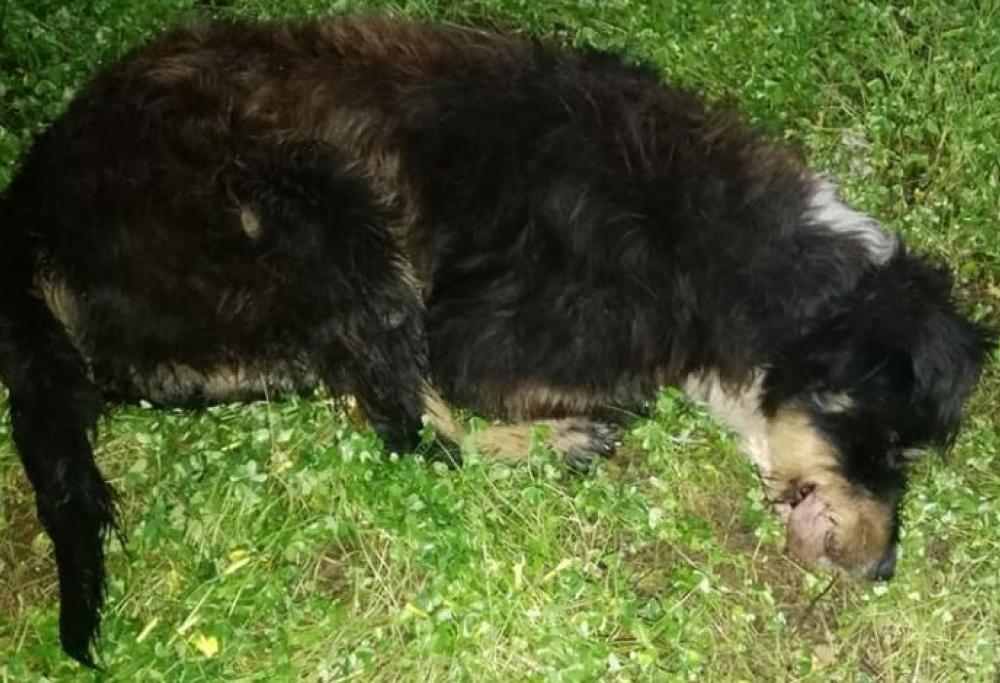 Cane torturato e impiccato a un albero: appello sui social per trovare il colpevole